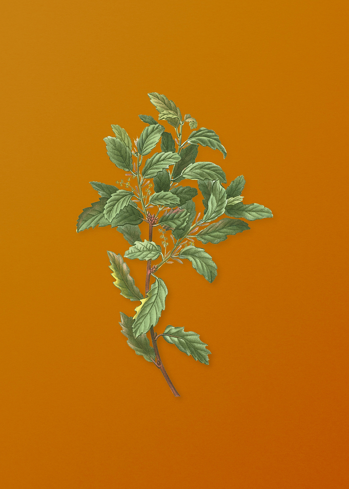 Vintage Evergreen Oak