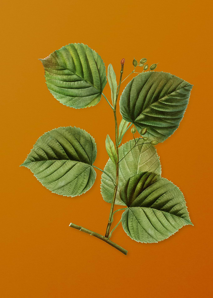 Vintage Linden Tree Branch