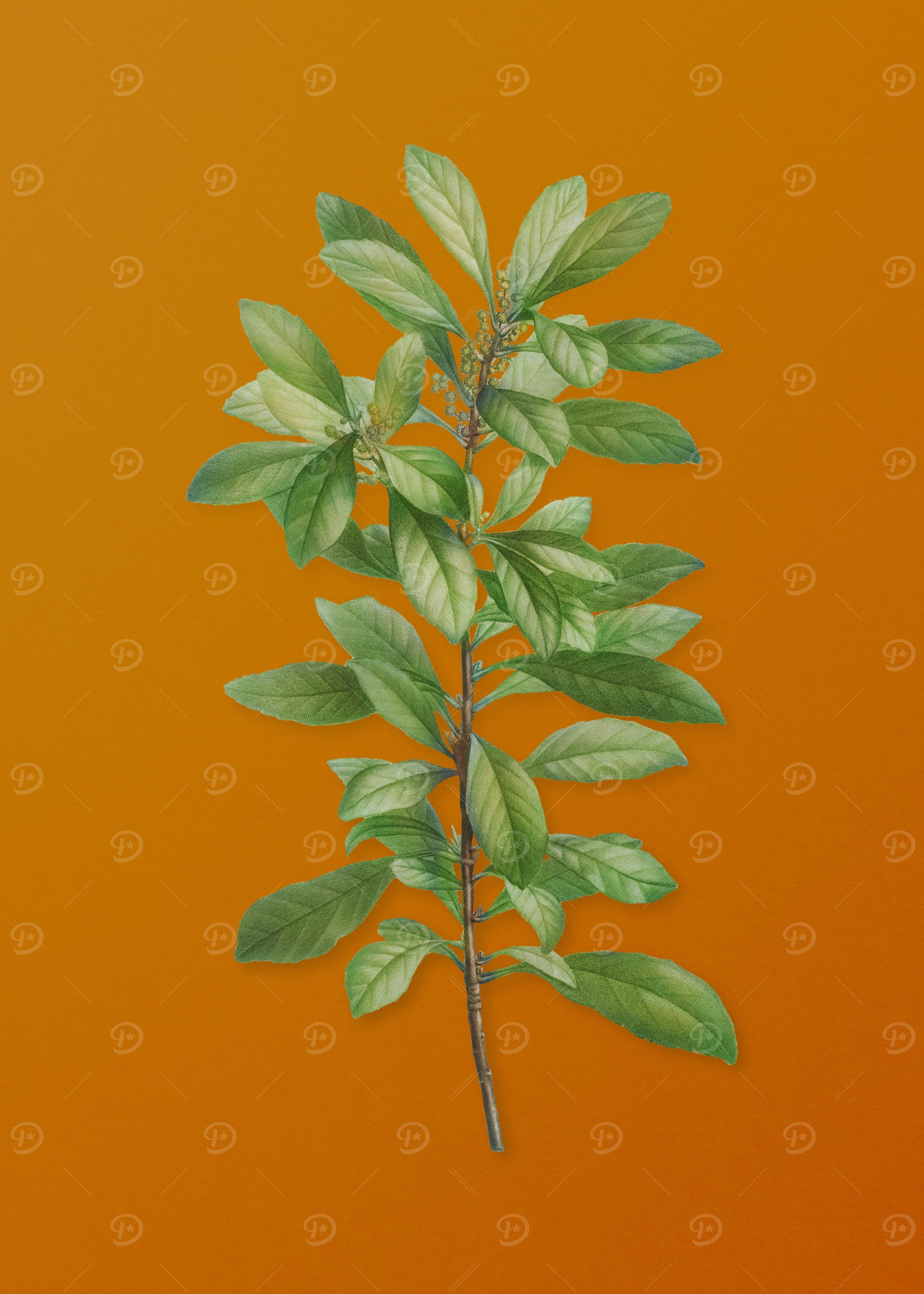 Firetree Branch Plant