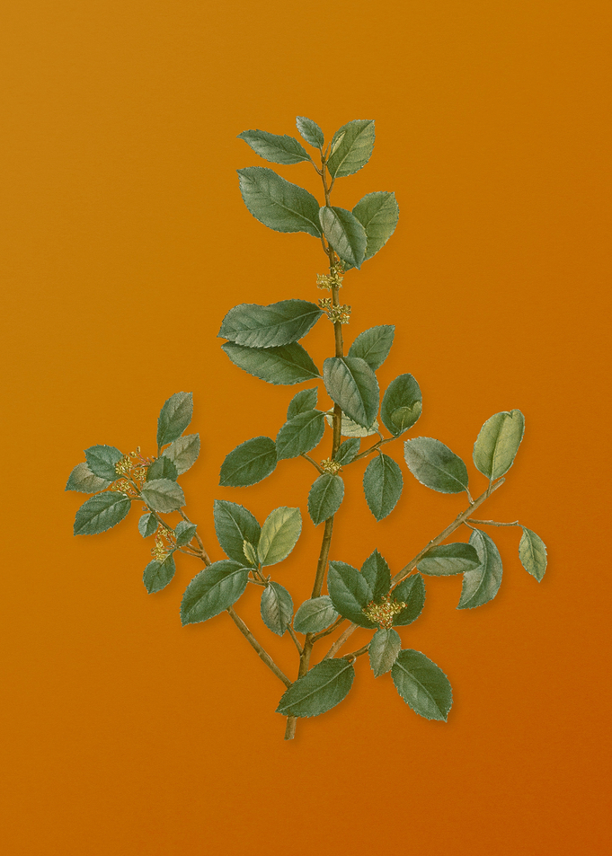 Vintage Italian Buckthorn
