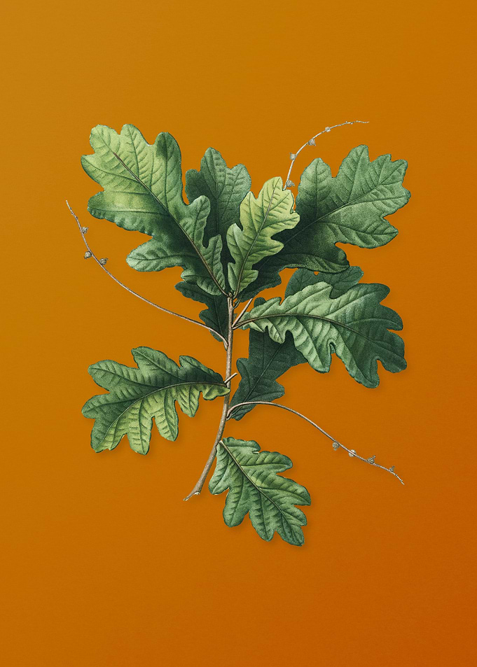 Vintage English Oak Plant