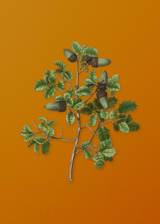 Vintage Kermes Oak Plant
