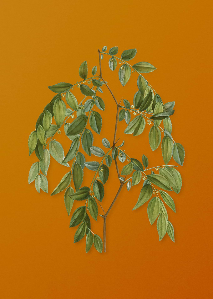 Vintage Jujube Plant