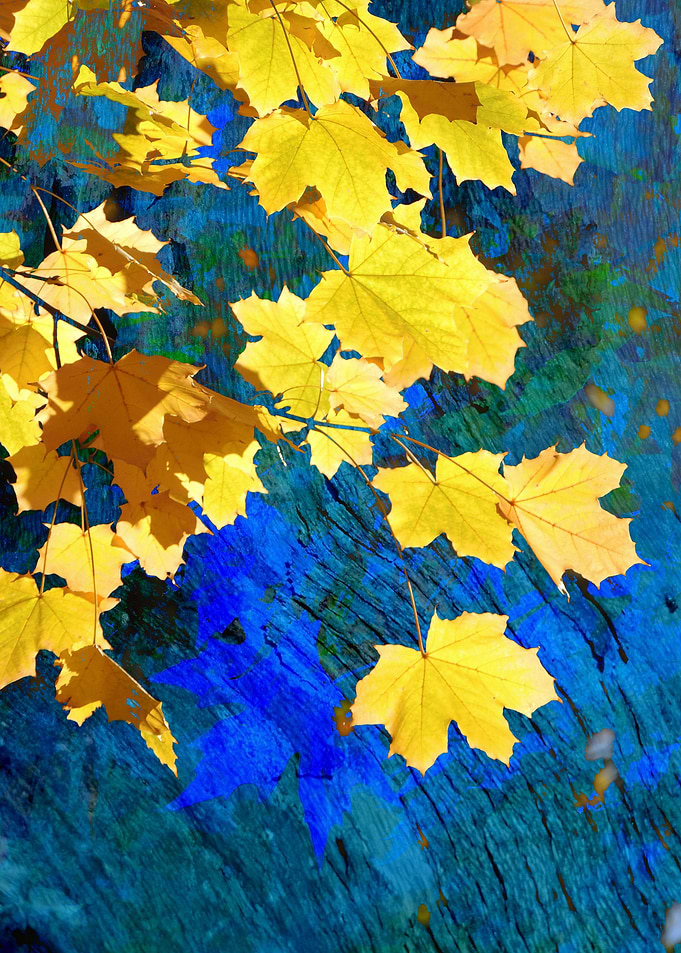 Blue and Gold