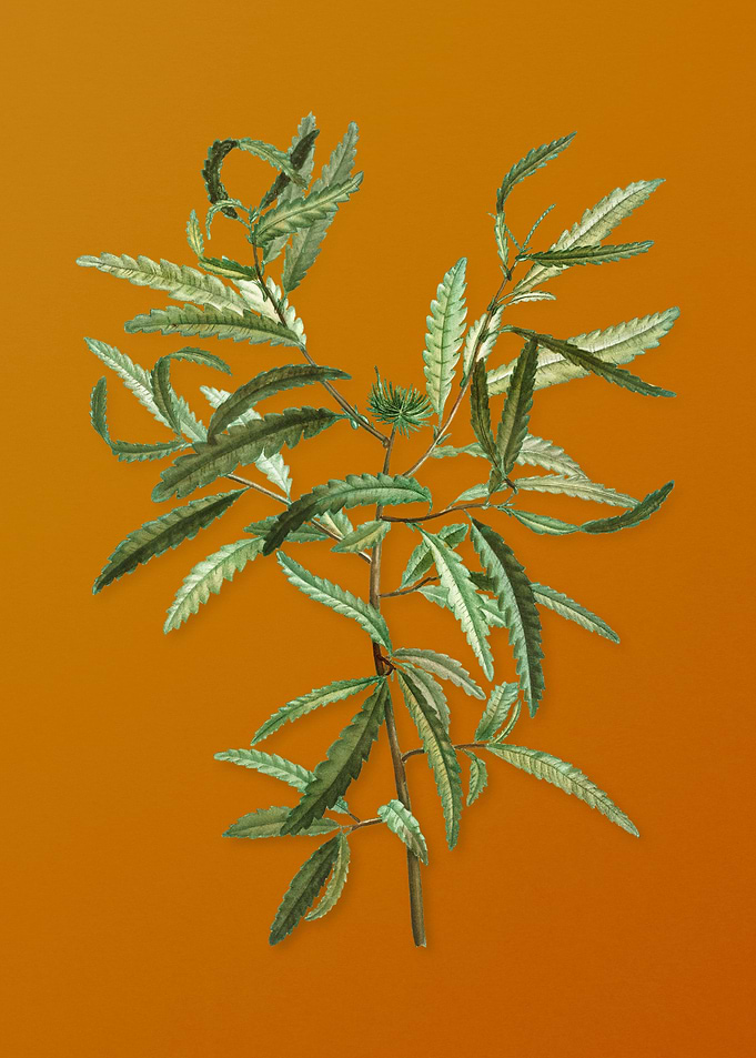 Vintage Sweetfern Plant
