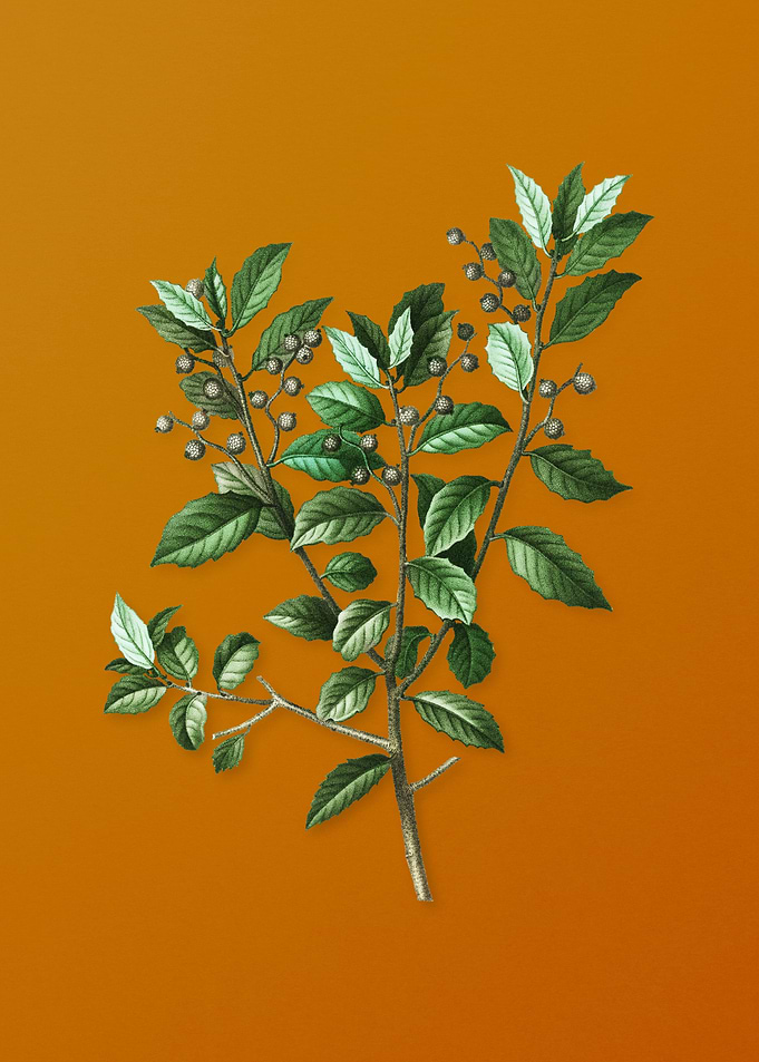Vintage Evergreen Oak