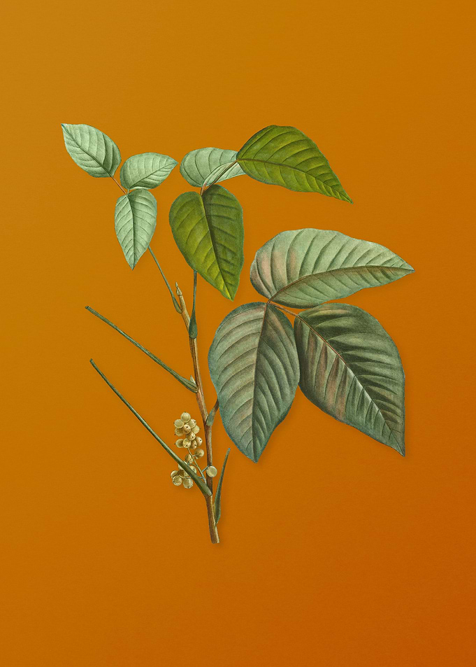 Vintage Eastern Poison Ivy