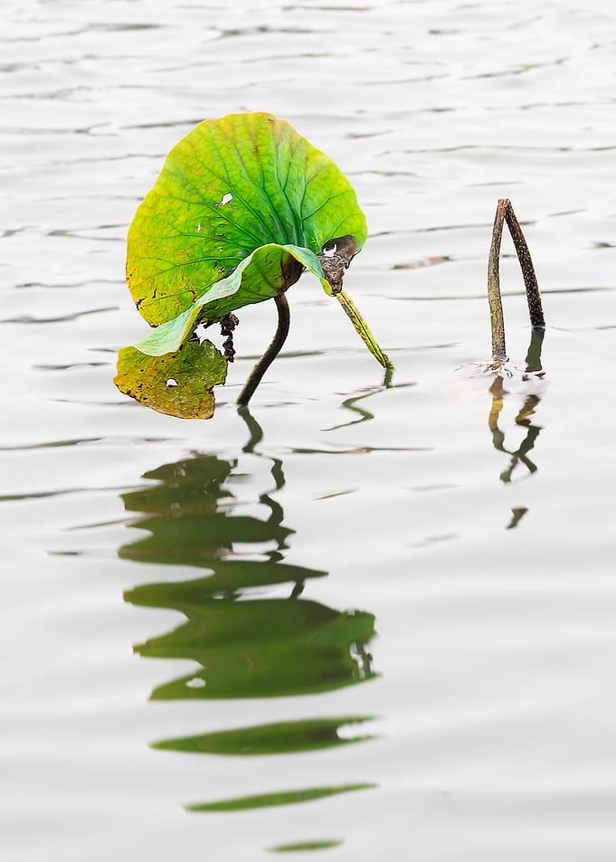 Remnant lotus