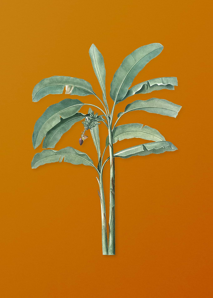Vintage Banana Tree Plant