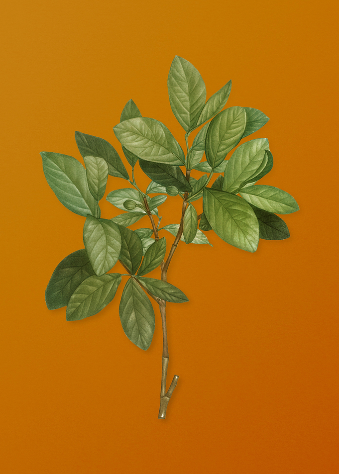 Eastern Leatherwood Plant