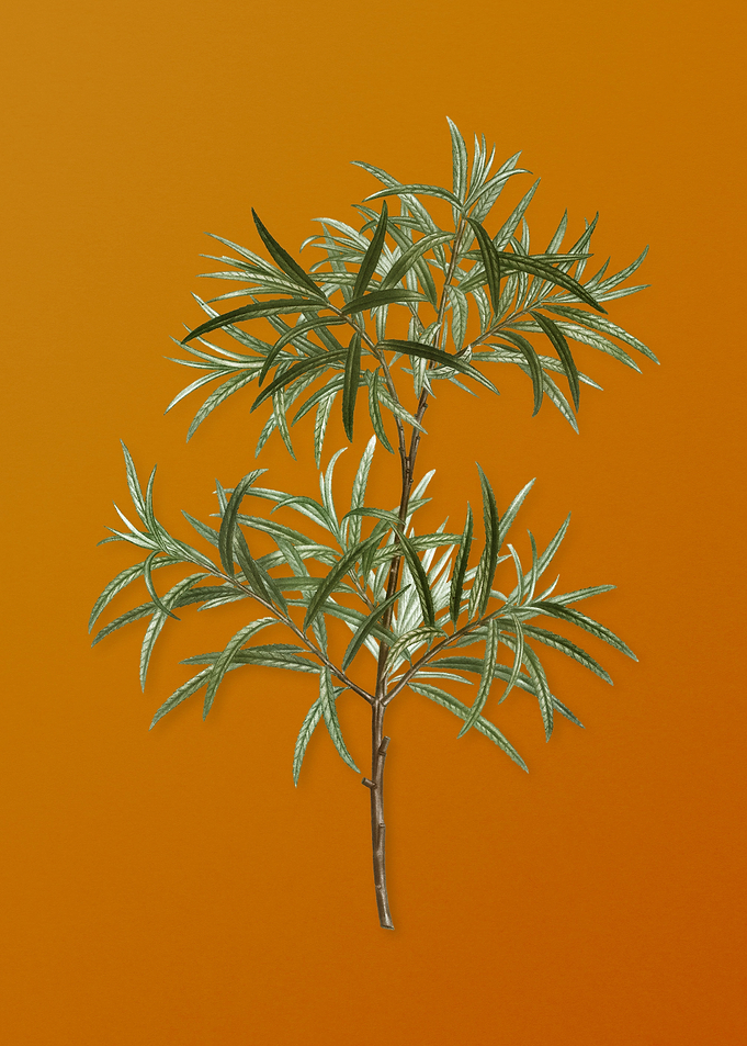 Vintage Bitter Willow