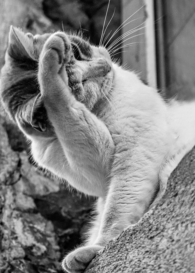 Cat morning routine
