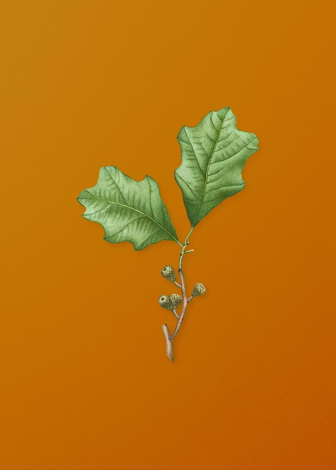 Vintage Bear Oak Leaves