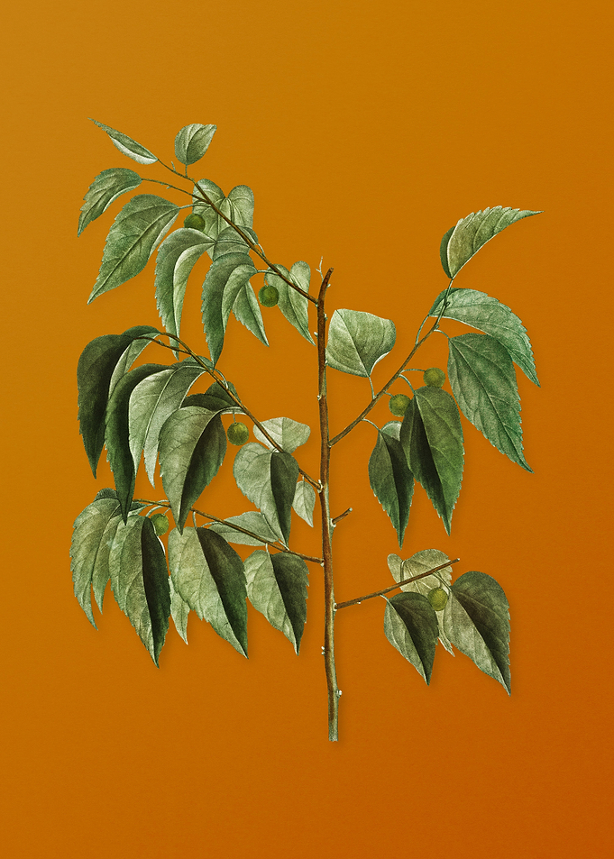 Vintage Common Hackberry
