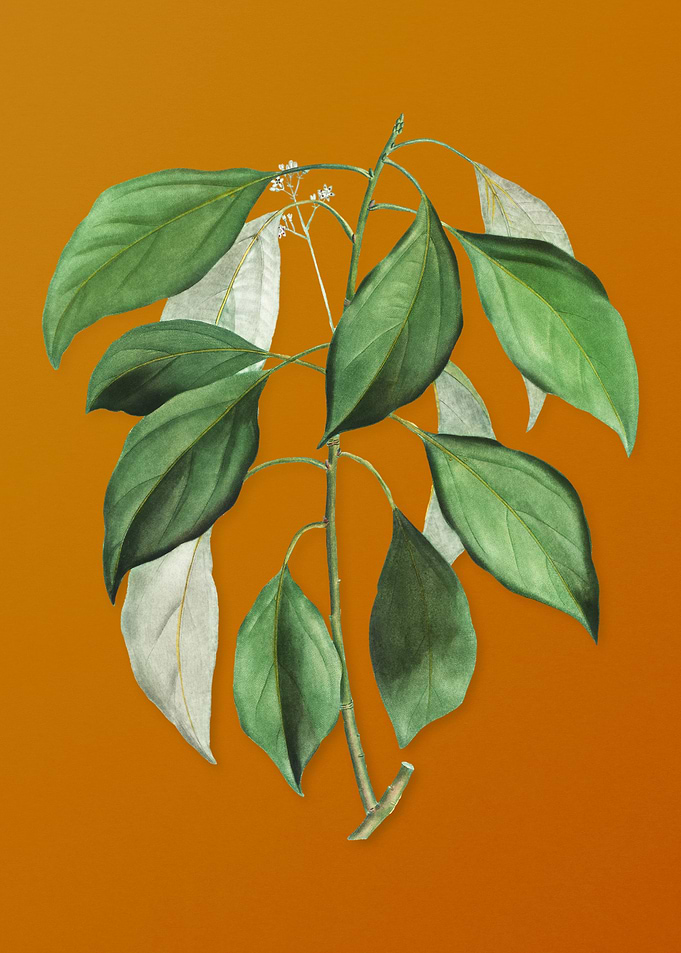 Vintage Camphor Tree Plant