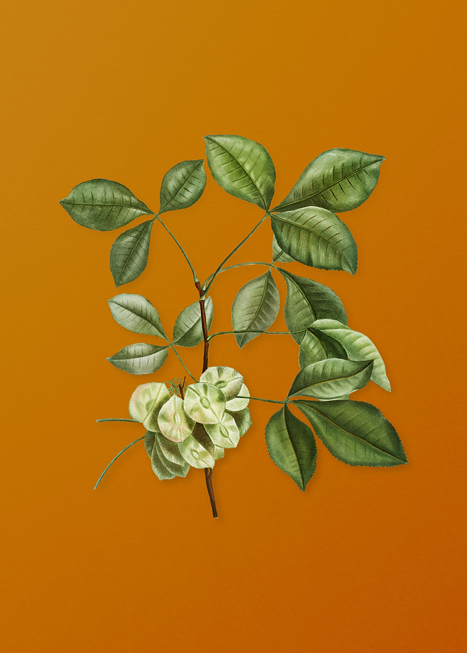 Vintage Common Hoptree