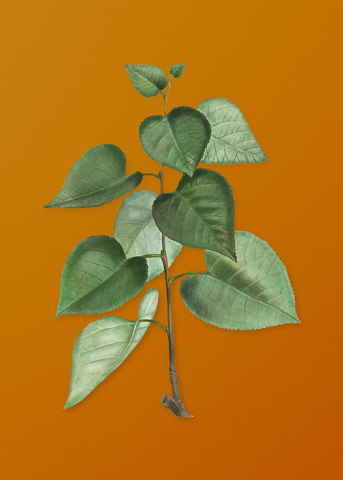 Vintage Quaking Aspen