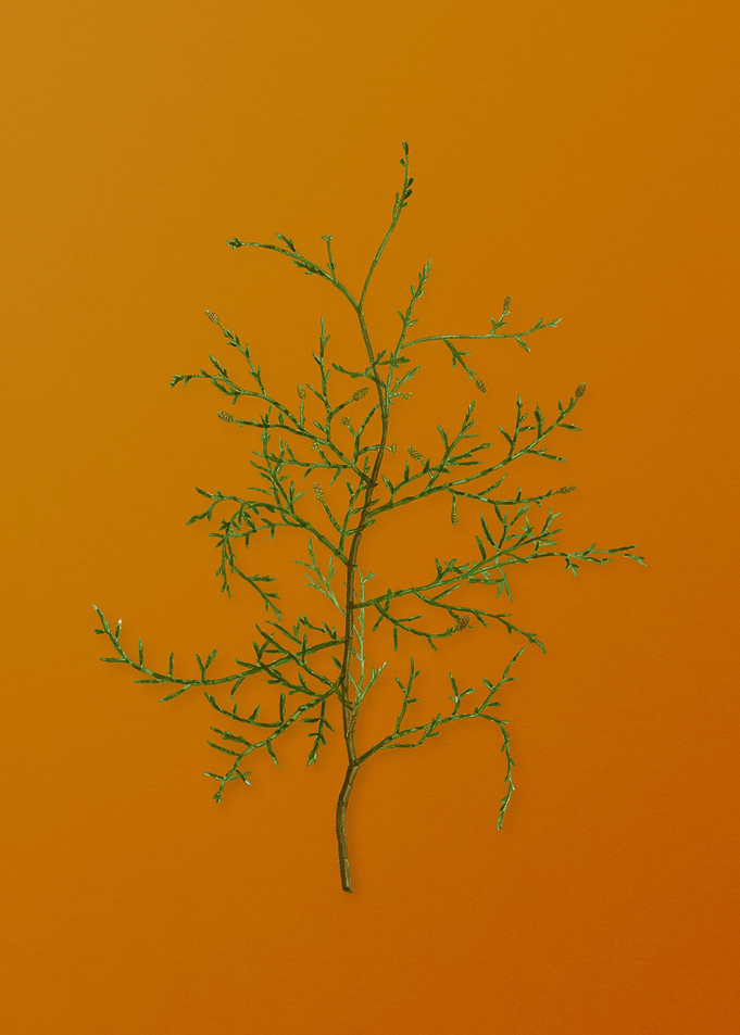 Vintage Sictus Tree Plant