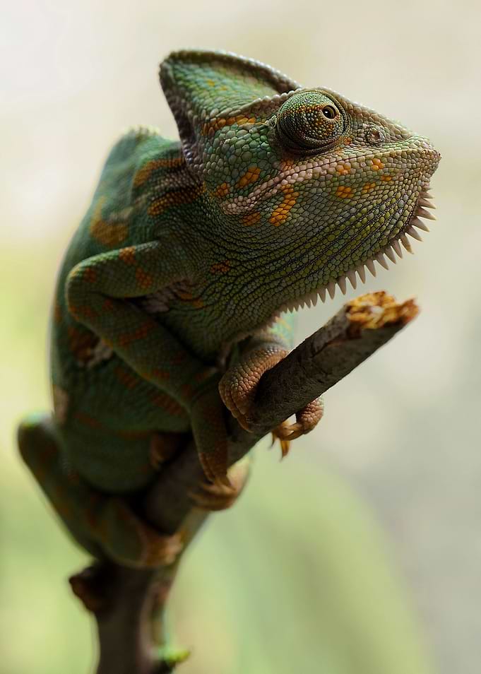 Chameleons