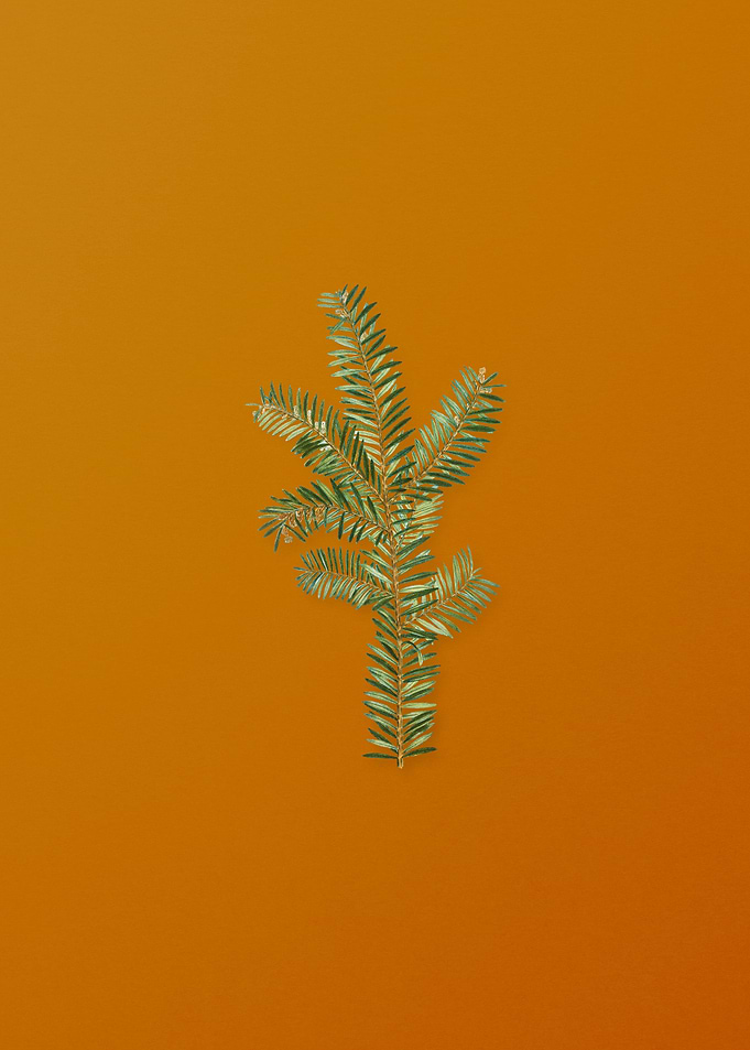 Vintage English Yew Branch