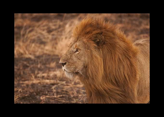Lion