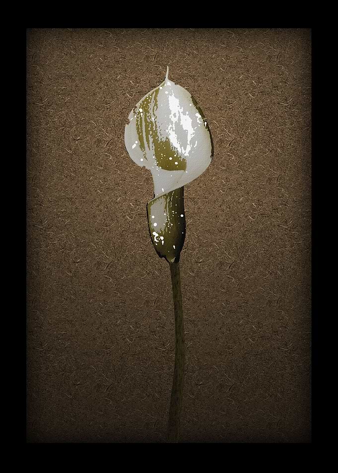 Calla Lily 1