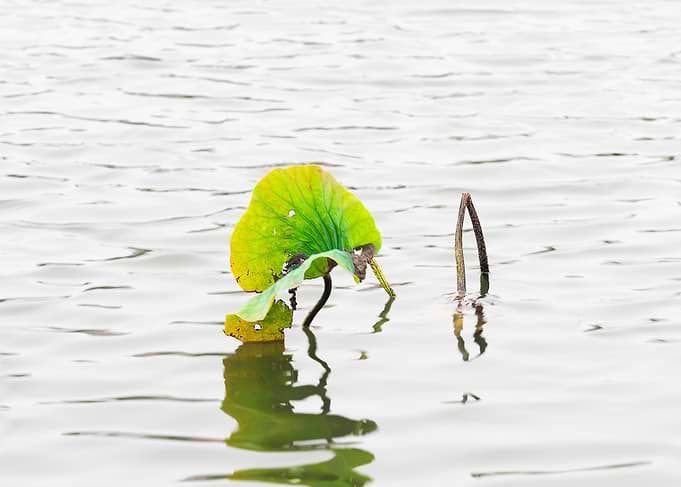 Remnant lotus
