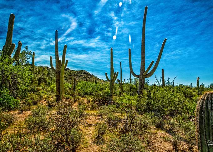 Saguaro National Park