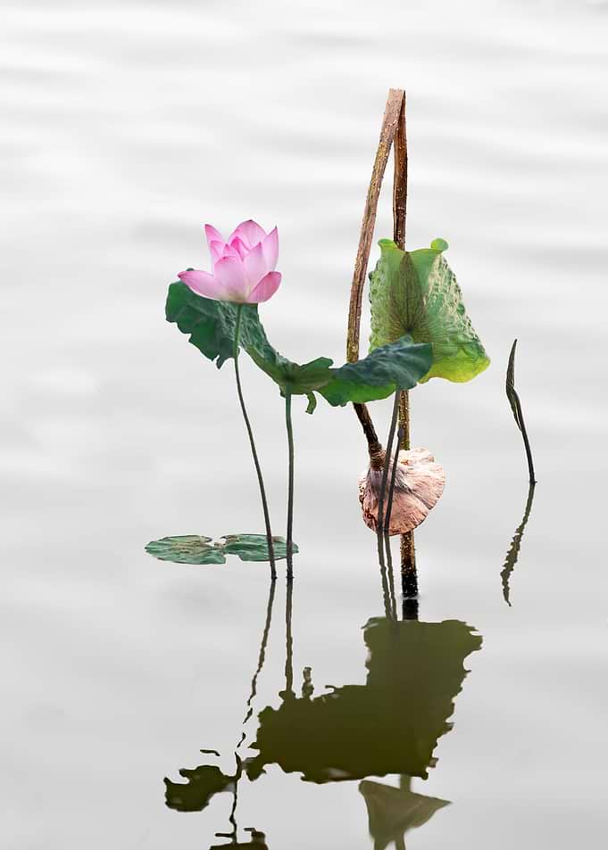 Remnant lotus