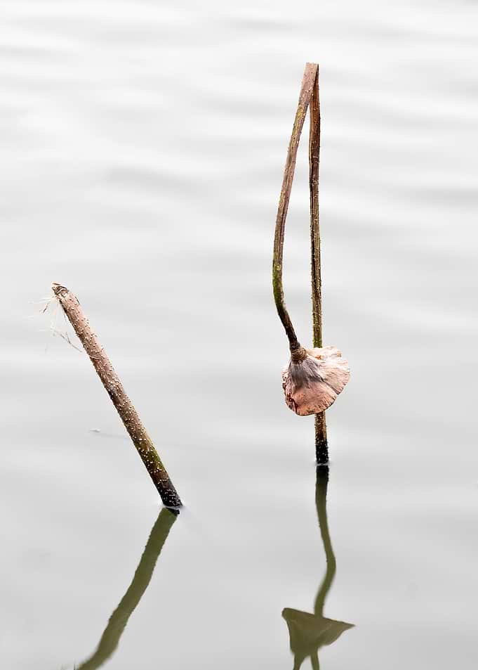 Remnant lotus