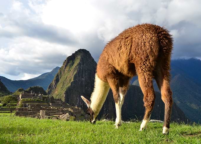 Llama at Machu Picchu