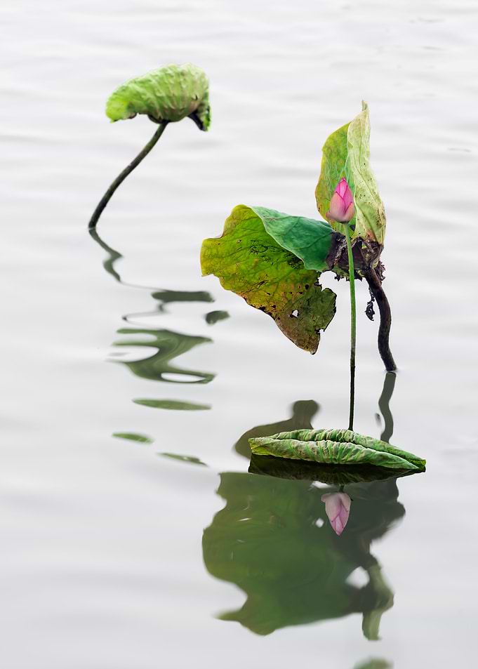 Remnant lotus