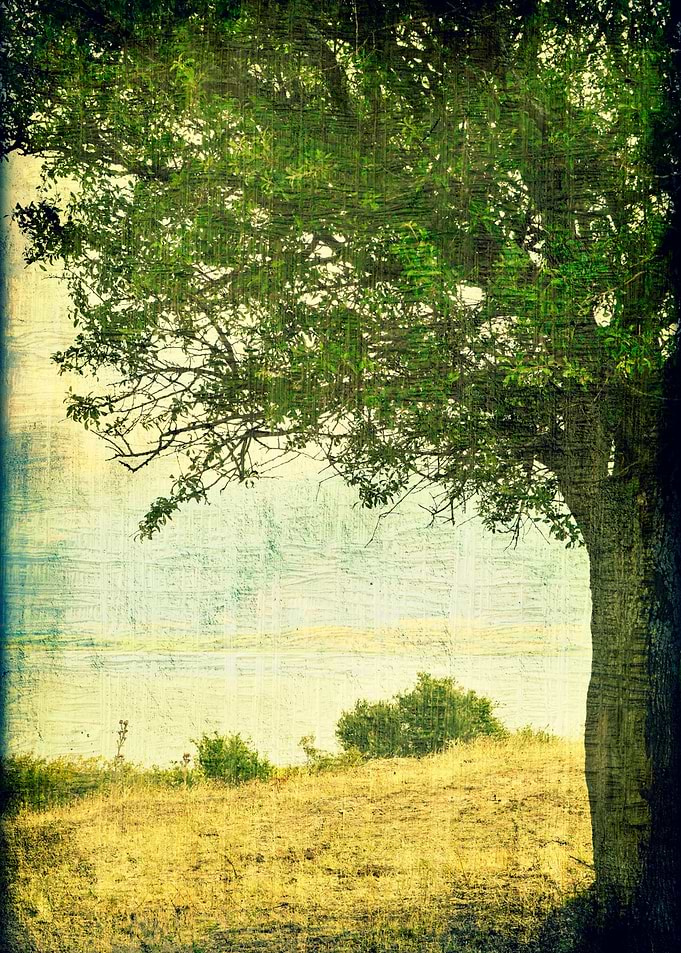 Half peer tree portrait