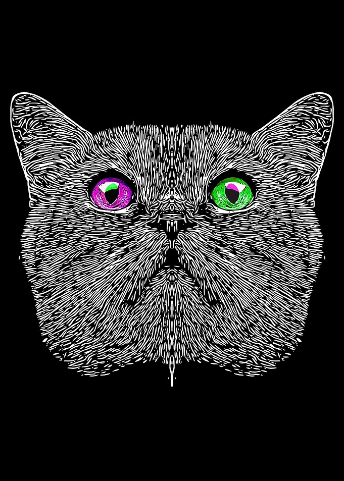 Black and White Cat