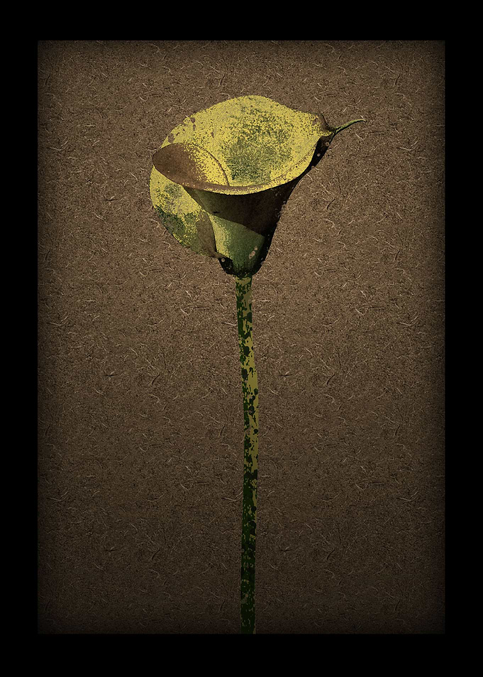 Calla Lily 2