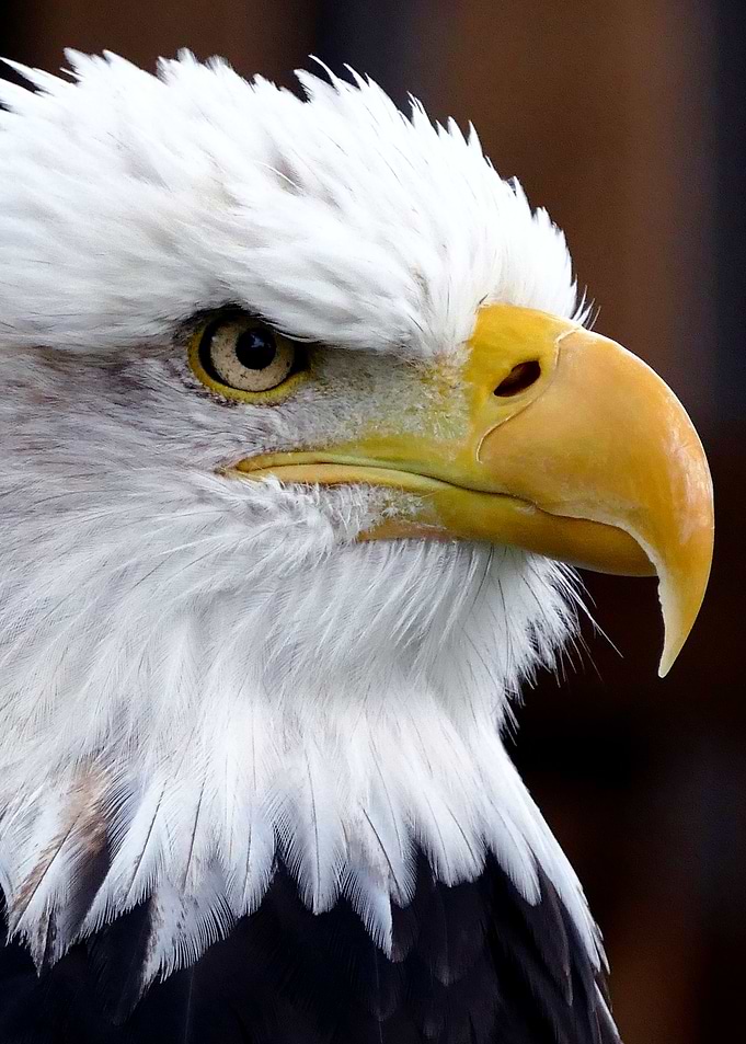 Bald eagle