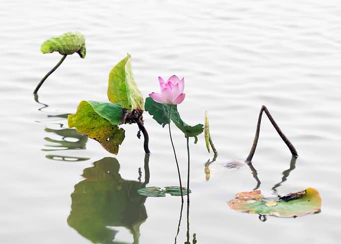 Remnant lotus