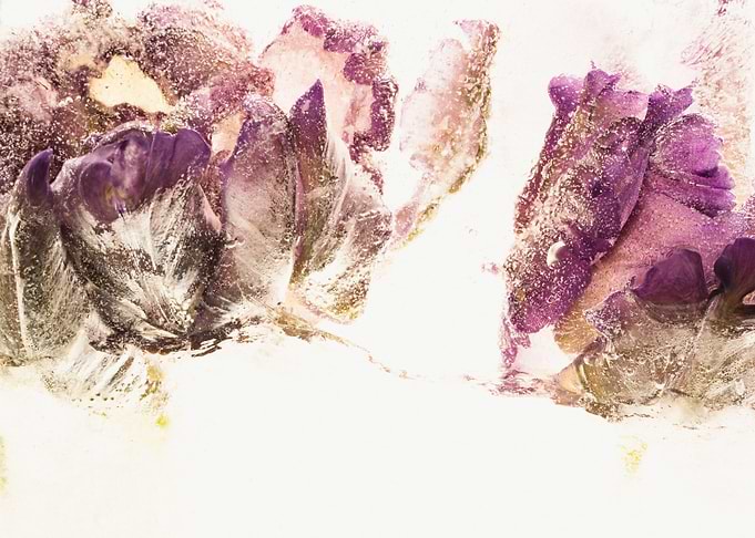 Parrot tulip in ice 2