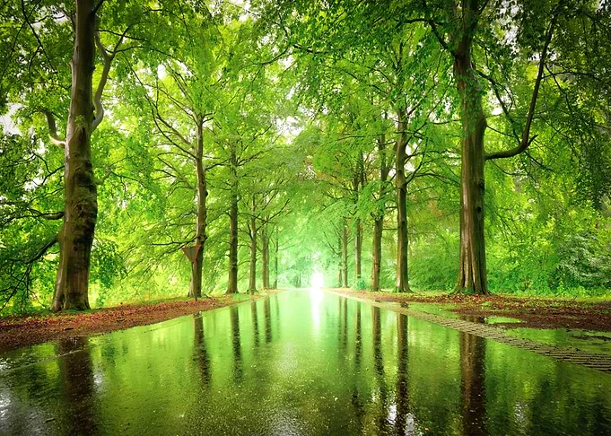 Trees in the Forest Nature