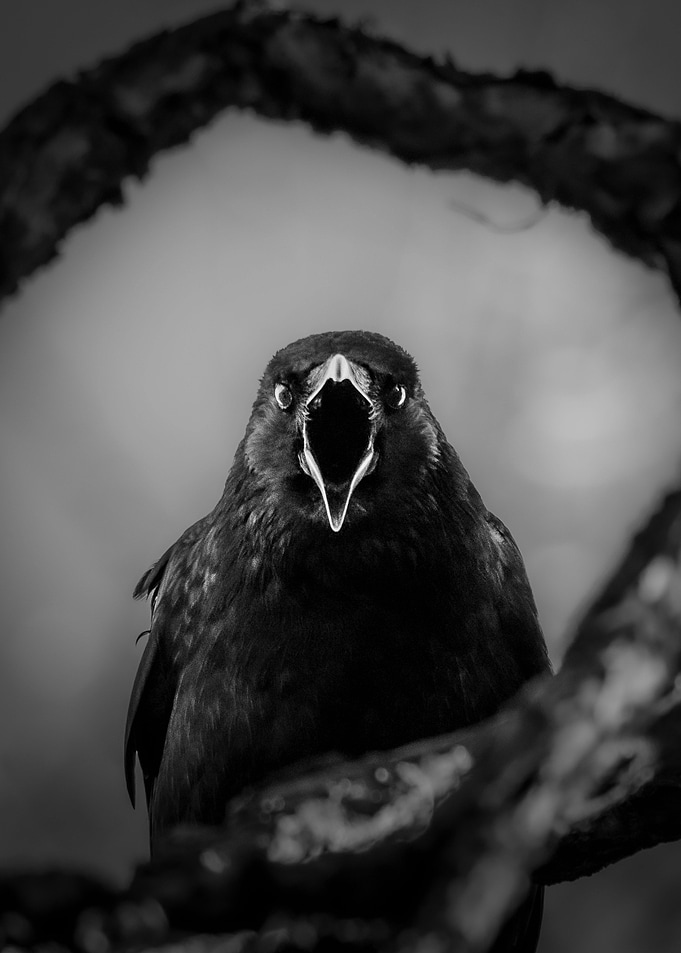 Angry bird