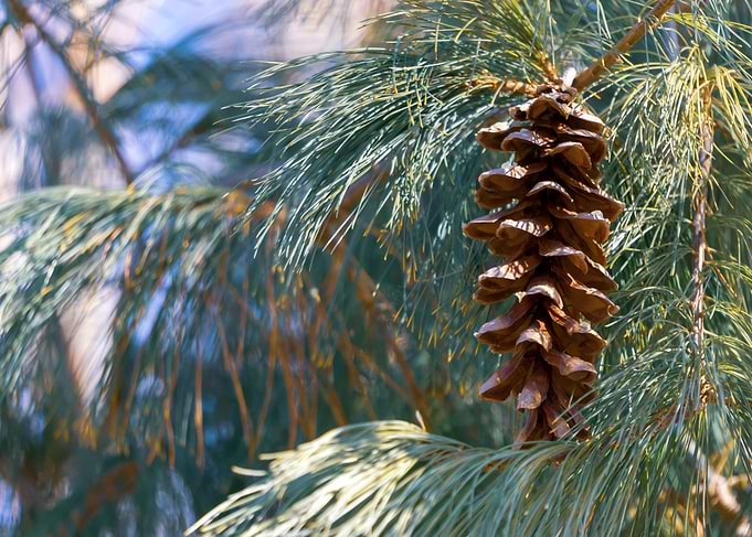 Pine Tree