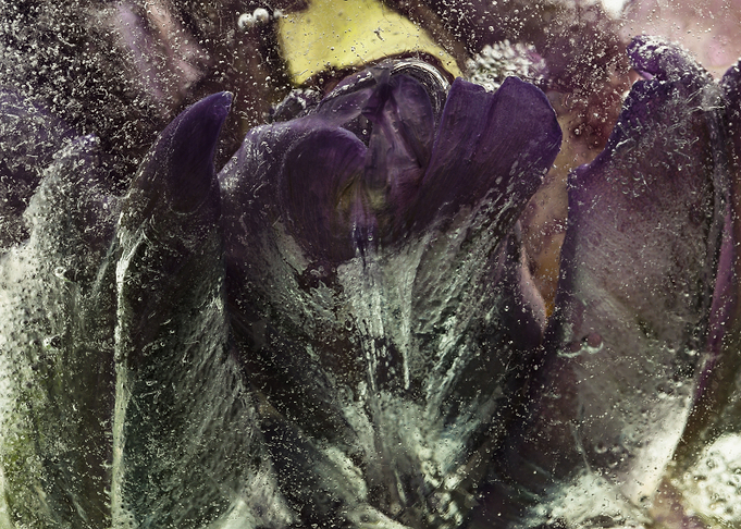 Parrot tulip in ice 3