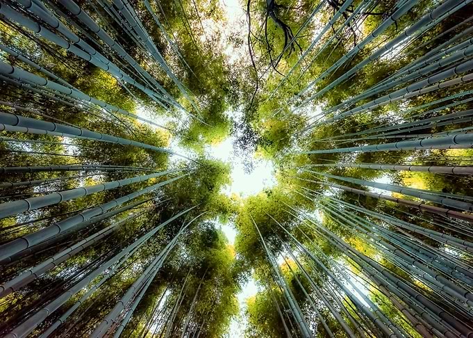 Bamboo Grove