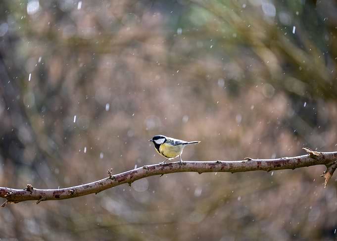 A small songbird