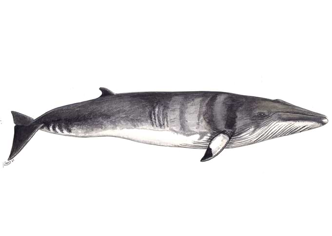 Minke whale