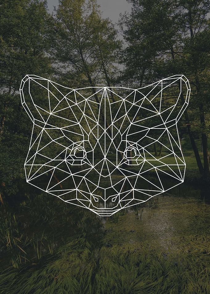 Racoon
