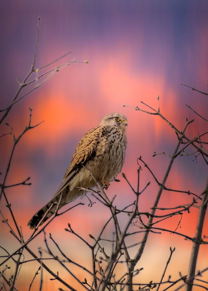 Colored bird