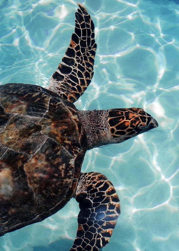 Turtles