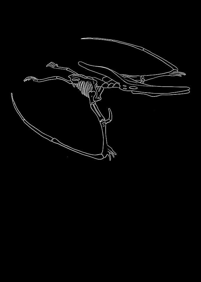 Dinosaurier Fossil Skelett