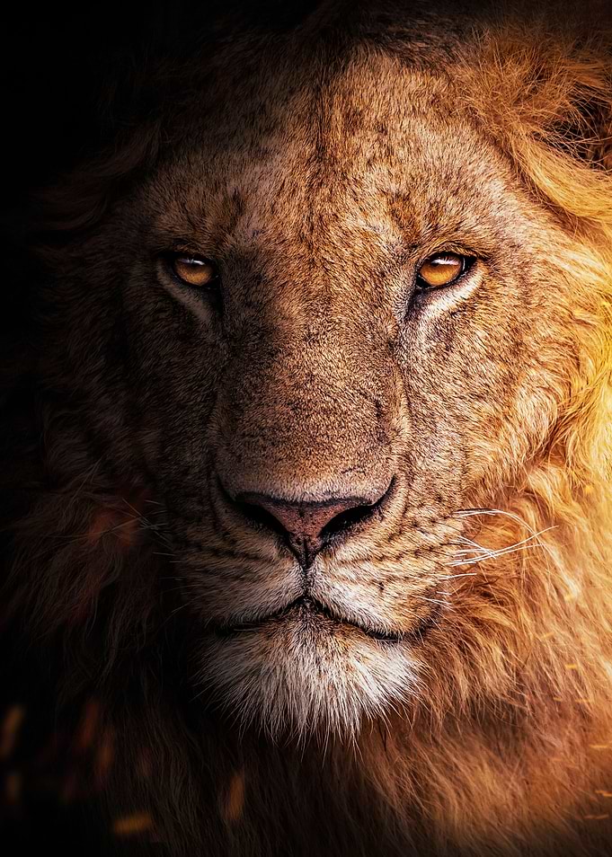 wild golden lion king